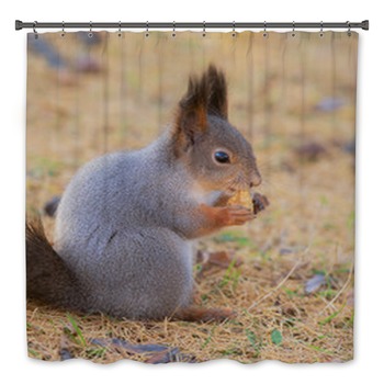 Squirrel Bath Decor