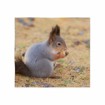 Squirrel In Autumn Closeup Custom Size Floor Mat