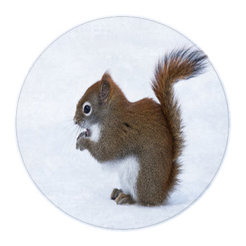 Squirrel In Winter Round Rug