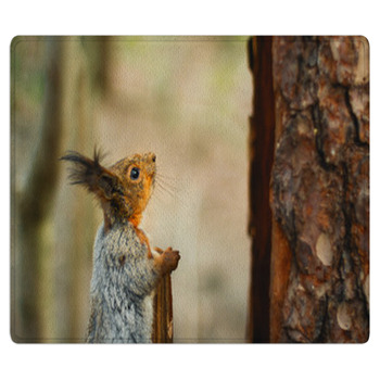Squirrel Looking Up The Tree Area Rug