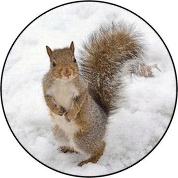 Squirrel Round Rug