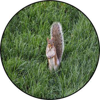 Squirrel Round Rug
