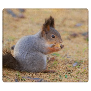 Squirrel Rugs