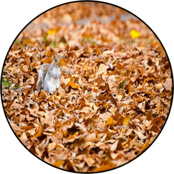 Squirrel Walking On Leaves In Autumn Round Rug