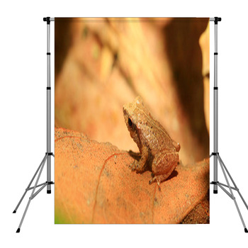 Sri Lanka Endemic Frog Pole Pocket Backdrop