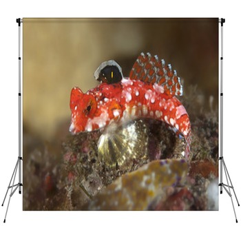 Starry Dragonet Custom Size Backdrop