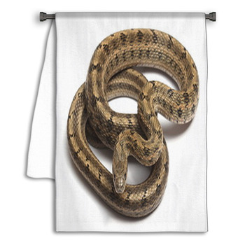 Steppes Ratsnakes (Elaphe Dione) Over White Towel