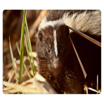 Striped Skunk In Marsh Area Rug