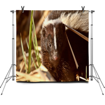 Striped Skunk In Marsh Fleece Backdrop