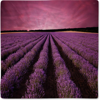 Stunning Lavender Field Landscape At Sunset Baby Blanket
