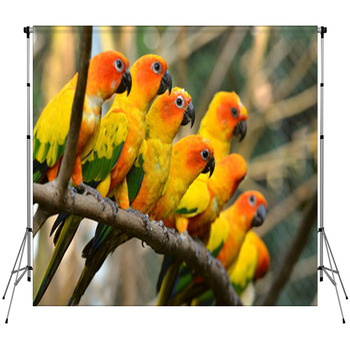 Sun Conure Fleece Backdrop