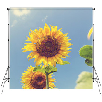 Sunflower Custom Size Backdrop