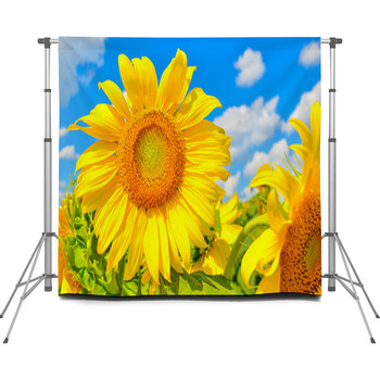 Sunflower Custom Size Backdrop