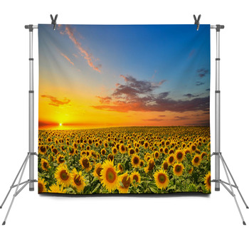 Sunflowers Fleece Backdrop