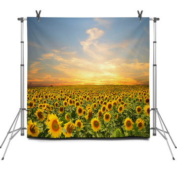 Sunflowers Fleece Backdrop