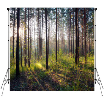 Sunset In The Woods Fleece Backdrop