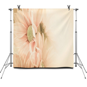 Sweet Color Chrysanthemums In Soft And Fleece Backdrop