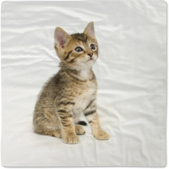 Tabby Kitten Sitting Baby Blanket