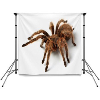 Tarantel Pole Pocket Backdrop
