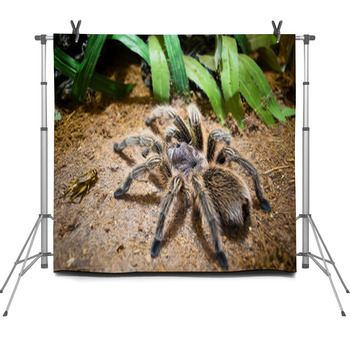 Tarantula Fleece Backdrop