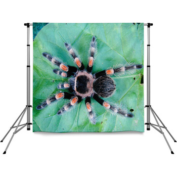 Tarantula On Leaf Pole Pocket Backdrop