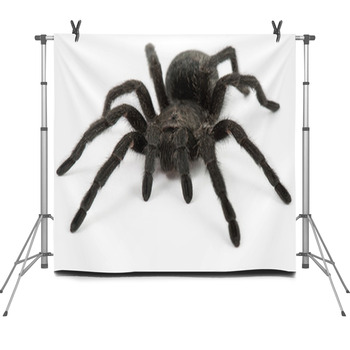 Tarantula Spider- Grammostola Pulchra Fleece Backdrop