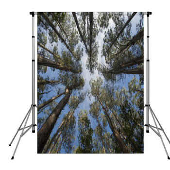 Tarra-Bulga National Park East Pole Pocket Backdrop
