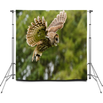 Tawny Owl Flying Custom Size Backdrop