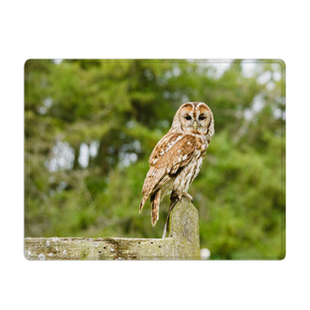 Tawny Owl On Fence Bath Mat