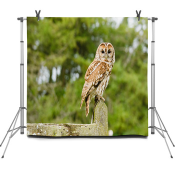 Tawny Owl On Fence Fleece Backdrop