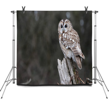 Tawny Owl, Strix Aluco Fleece Backdrop