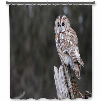 Tawny Owl, Strix Aluco Shower Curtain