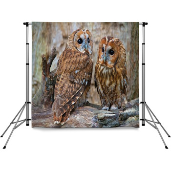 Tawny Owls Pole Pocket Backdrop