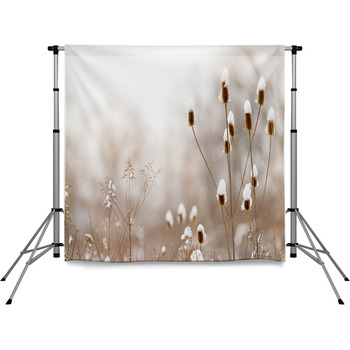 Teasel Stalks In The Meadow Pole Pocket Backdrop