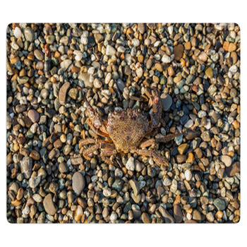 The Brown Crab Area Rug