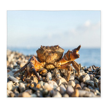 The Brown Crab Custom Size Floor Mat