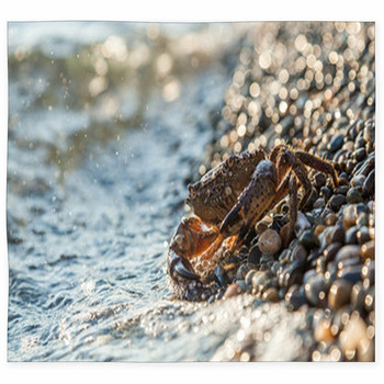 The Brown Crab Custom Size Floor Mat