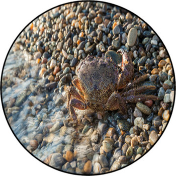 The Brown Crab Round Rug
