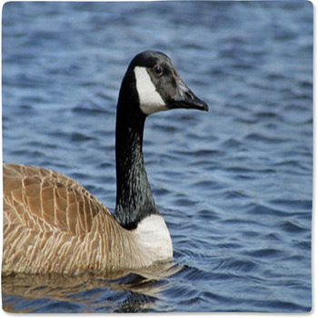 The Canada Goose Swimming On Calm Blue Baby Blanket