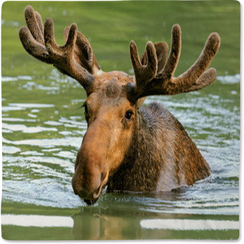 The Elk In Their Natural Habitat Baby Blanket