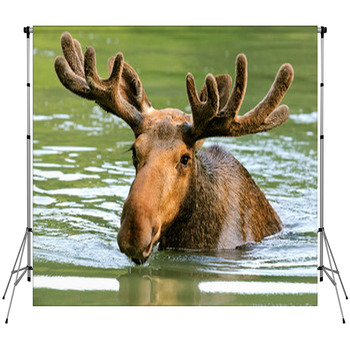 The Elk In Their Natural Habitat Fleece Backdrop