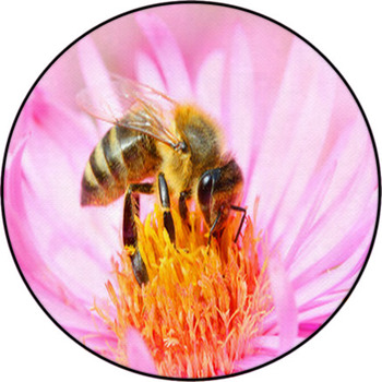 The European Honey Bee Pollinating Of The Round Rug