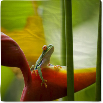 The Famous Red Eyed Tree Frog Agalychnis Baby Blanket