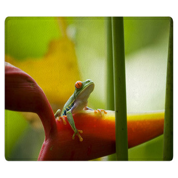 The Famous Red Eyed Tree Frog Agalychnis Bath Mat