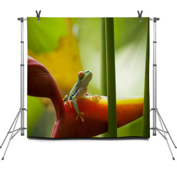 The Famous Red Eyed Tree Frog Fleece Backdrop