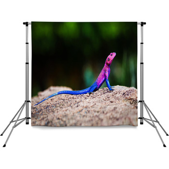 The Mwanza Flat-headed Agama. Pole Pocket Backdrop