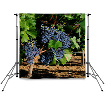 The Vine Pole Pocket Backdrop