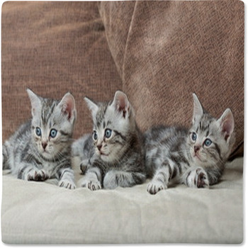 Three Kitten Brothers Baby Blanket
