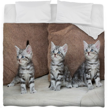 Three Kitten Brothers Fleece Bed Blanket
