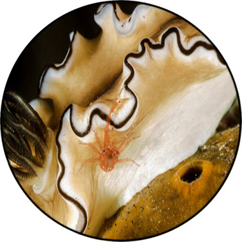 Tiny Crab On Nudibranch Round Rug